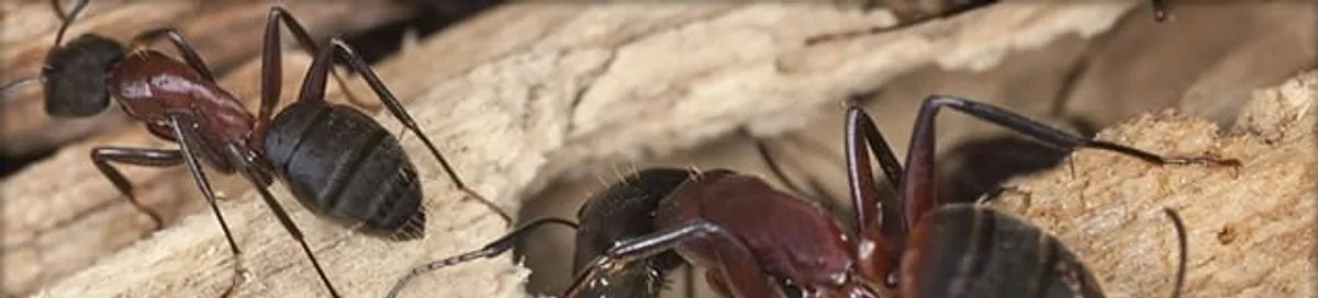 Close-up of ants on wood showing an active ant infestation in Oklahoma City, OK