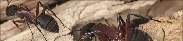 Close-up of ants on wood showing an active ant infestation in Oklahoma City, OK