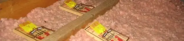 Mouse traps placed in an attic for rodent control in Oklahoma City, OK