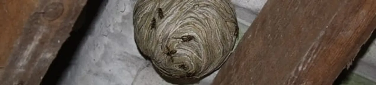 Wasp nest in an attic space, a common home infestation risk in Oklahoma City, OK