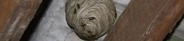 Wasp nest in an attic space, a common home infestation risk in Oklahoma City, OK