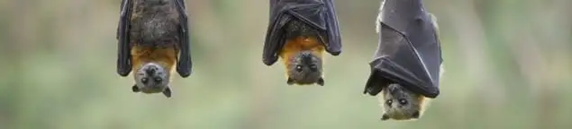 Bats roosting together, a common sign of a bat infestation in Oklahoma City, OK