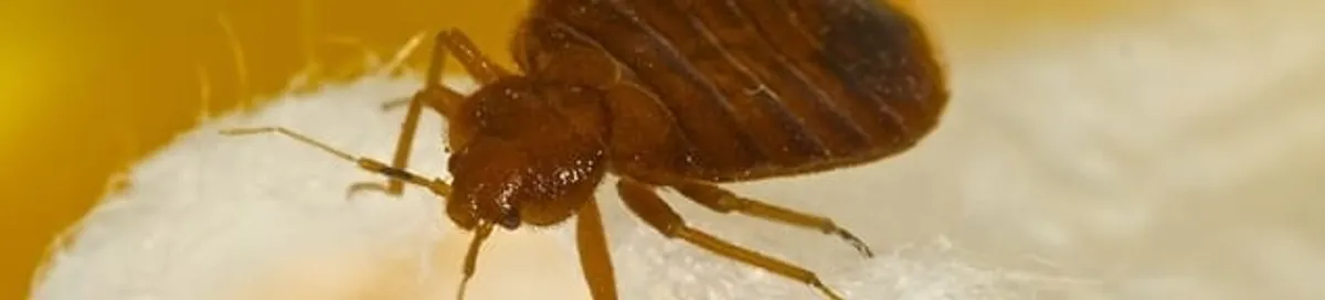 Close-up of a bed bug, a sign of an active infestation in Oklahoma City, OK