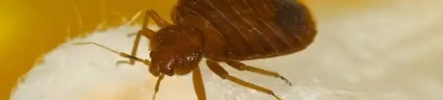 Close-up of a bed bug, a sign of an active infestation in Oklahoma City, OK