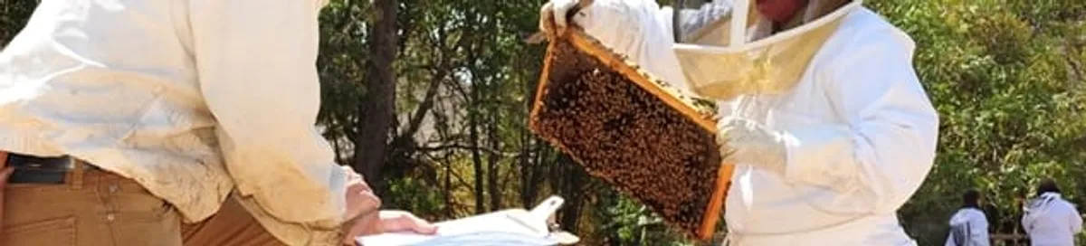 Bee removal specialists relocating a hive and honeycomb safely in Oklahoma City, OK