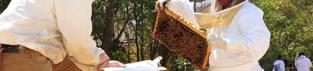 Bee removal specialists relocating a hive and honeycomb safely in Oklahoma City, OK