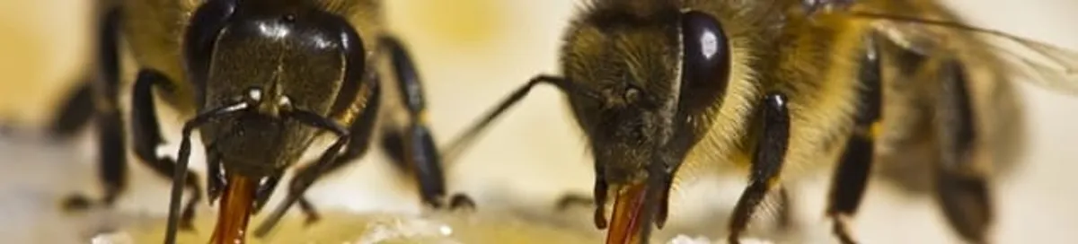 Close-up of honey bees, a sign of a nearby hive in Oklahoma City, OK