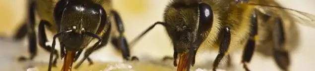 Close-up of honey bees, a sign of a nearby hive in Oklahoma City, OK