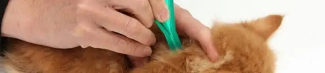 Flea treatment for pets using a flea comb, a sign of flea problems in Oklahoma City, OK