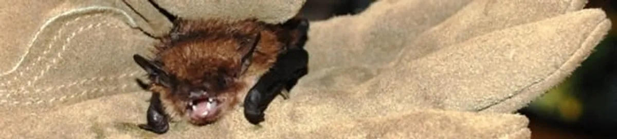 Bat removal specialist holding a bat safely during humane exclusion in Oklahoma City, OK