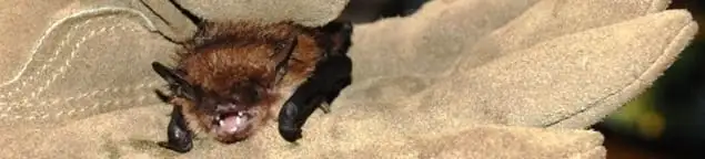 Bat removal specialist holding a bat safely during humane exclusion in Oklahoma City, OK