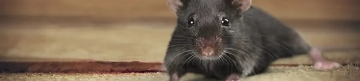 Mouse indoors, a common sign of a rodent infestation in Oklahoma City, OK