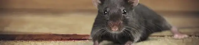 Mouse indoors, a common sign of a rodent infestation in Oklahoma City, OK