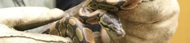 Snake removal specialist safely handling a snake with protective gloves in Oklahoma City, OK
