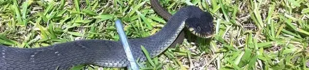 Snake in a yard, a common sign of a snake problem near a home in Oklahoma City, OK
