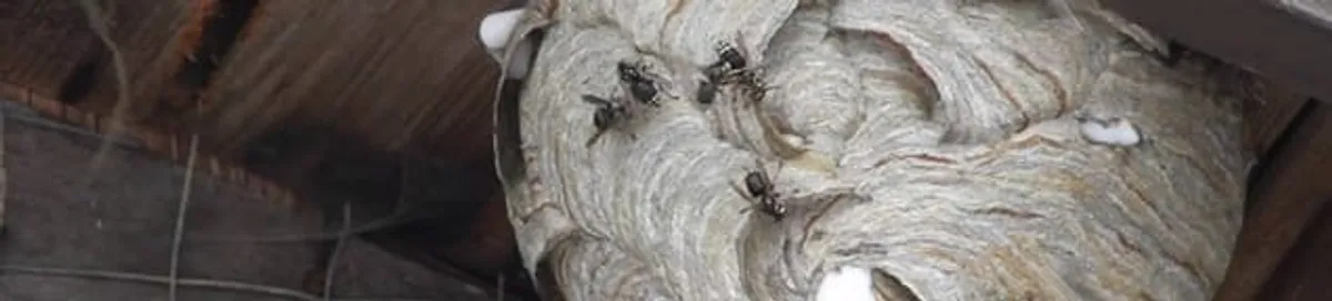 Close-up of a wasp nest with active wasps, a sign of an infestation in Oklahoma City, OK