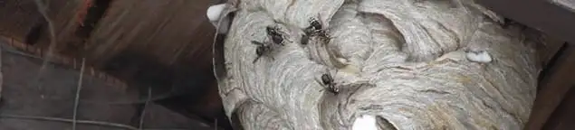 Close-up of a wasp nest with active wasps, a sign of an infestation in Oklahoma City, OK